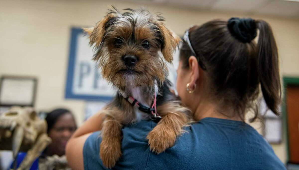 Former San Antonio mayor’s plans for protecting animals could be ‘game