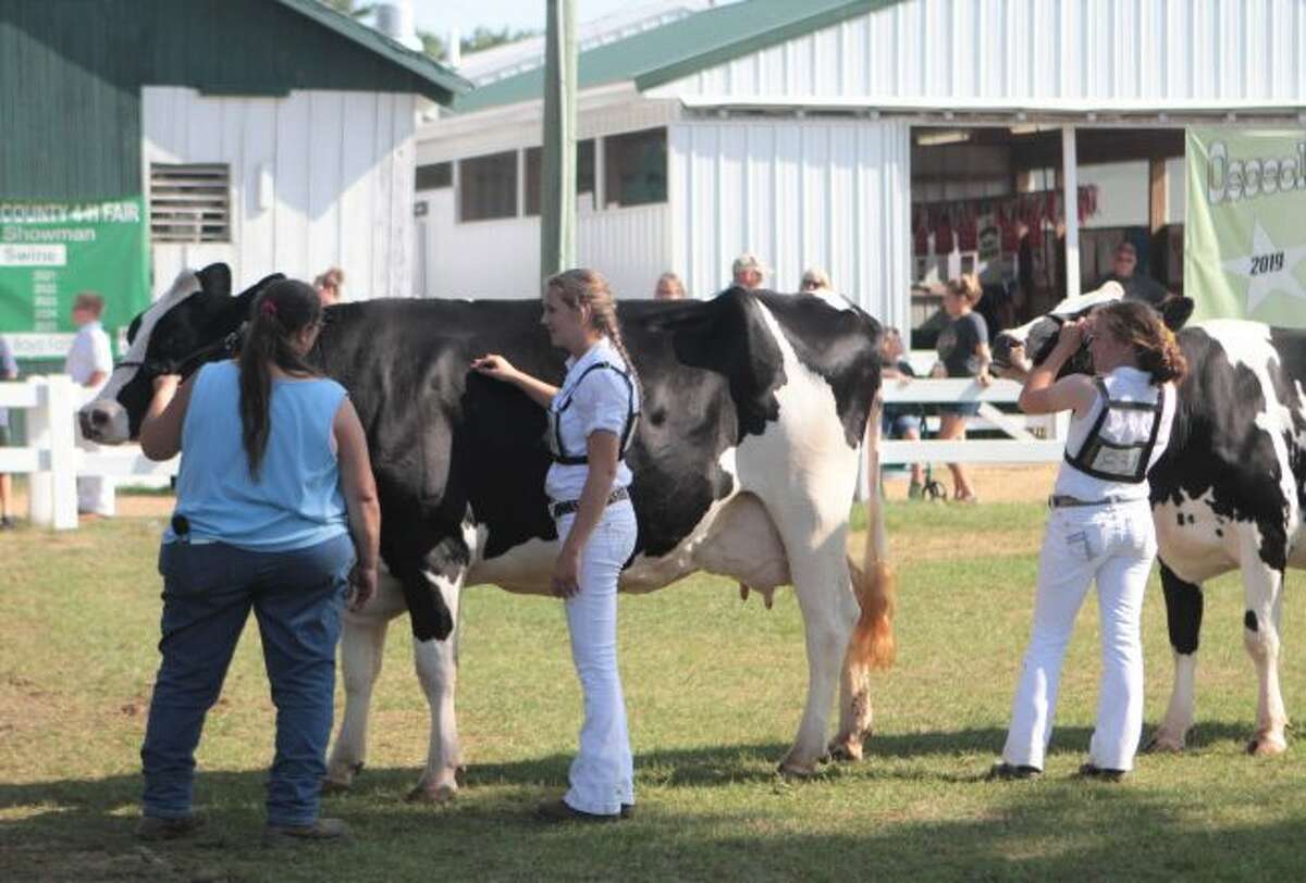 4H'ers compete in dairy judging at Osceola County fair