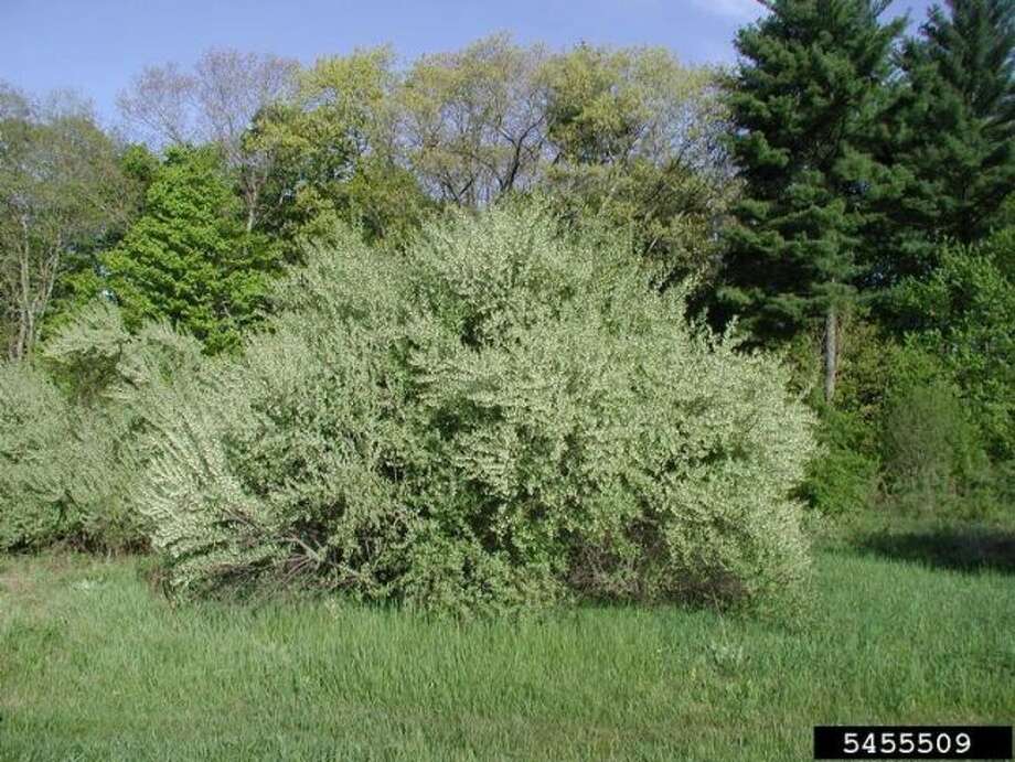 Managing invasive autumn olive 50 years after its introduction ...