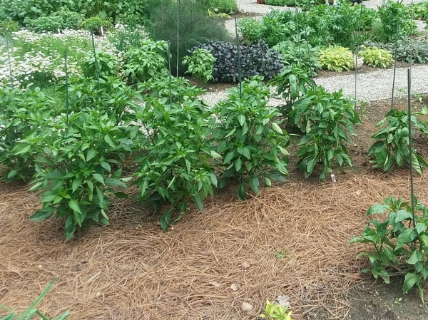 Use Smart Gardening practices to help vegetables stress less