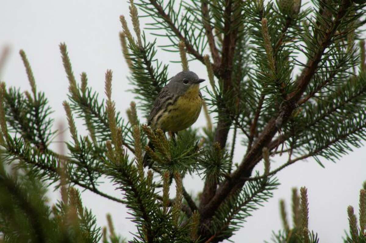 The Kirtland’s warbler nests almost exclusively in the young jack pine forests of northern Michigan. (Courtesy photo/Sawyer Frederick)