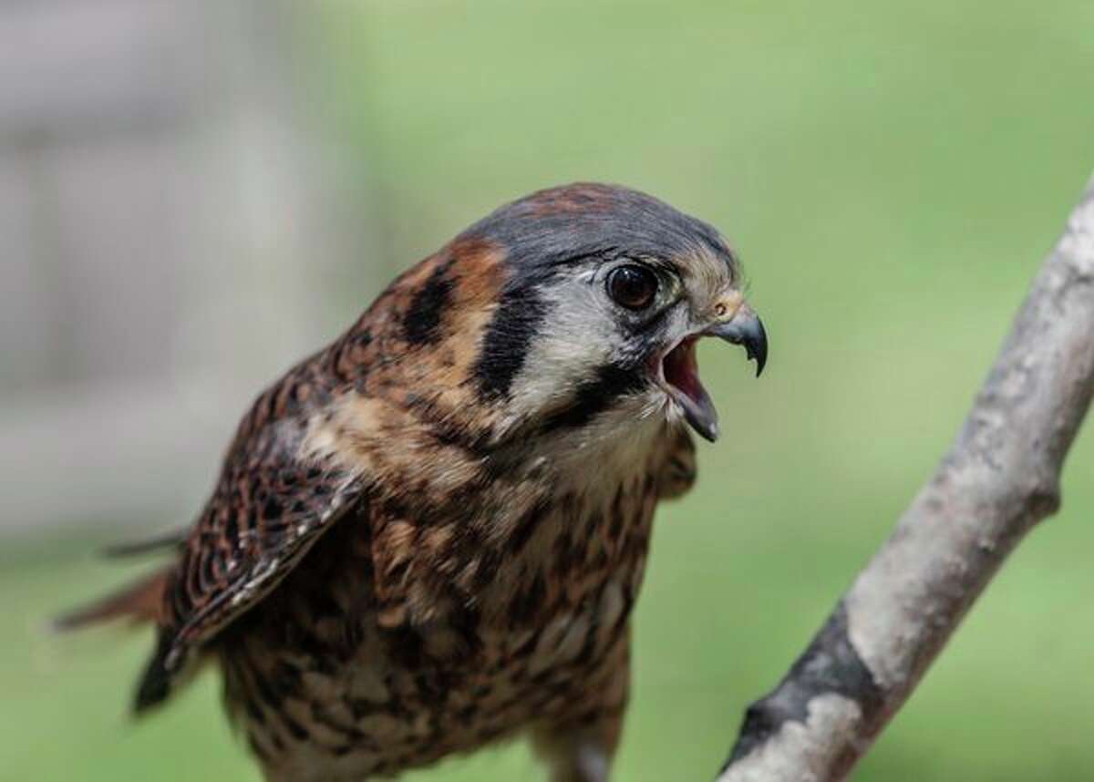 Stuart Frohm photographed an American kestrel at the Association to Rescue Kritters at St. Helen, Michigan. (Photo provided/Midland Camera Club)