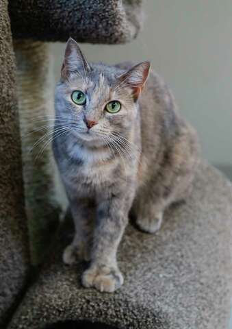 Meet Lisa The Cat At Barc Animal Shelter Houston Chronicle