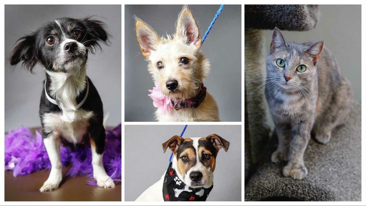 Barc animal shelter and hot sale adoptions