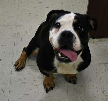 Bulldog Mix Found In Fairfield Parking Lot