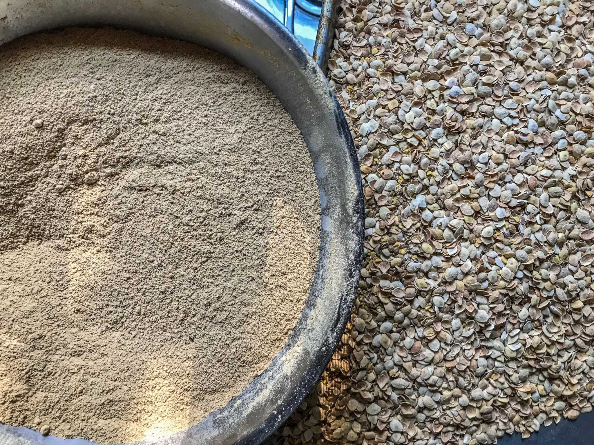 How to make flour from the mesquite pods in your San Antonio yard
