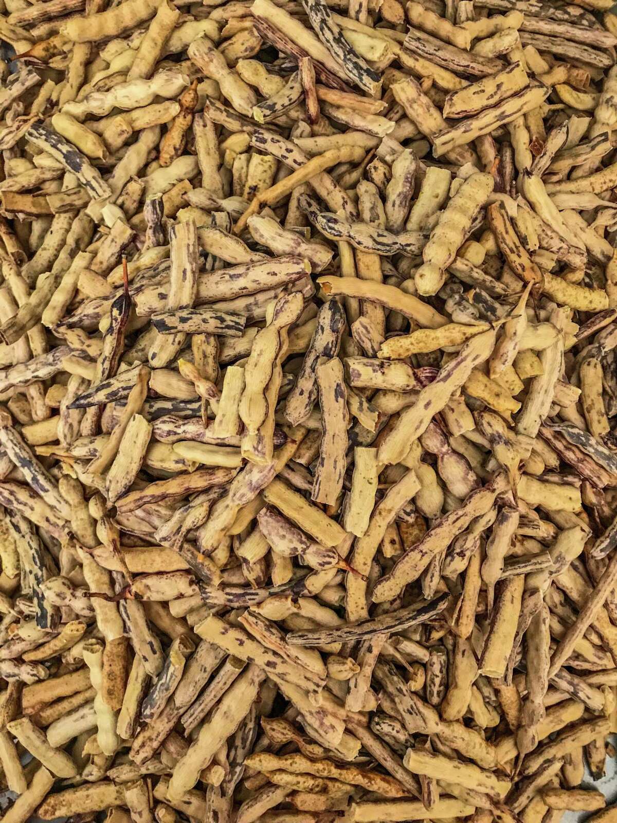 How to make flour from the mesquite pods in your San Antonio yard