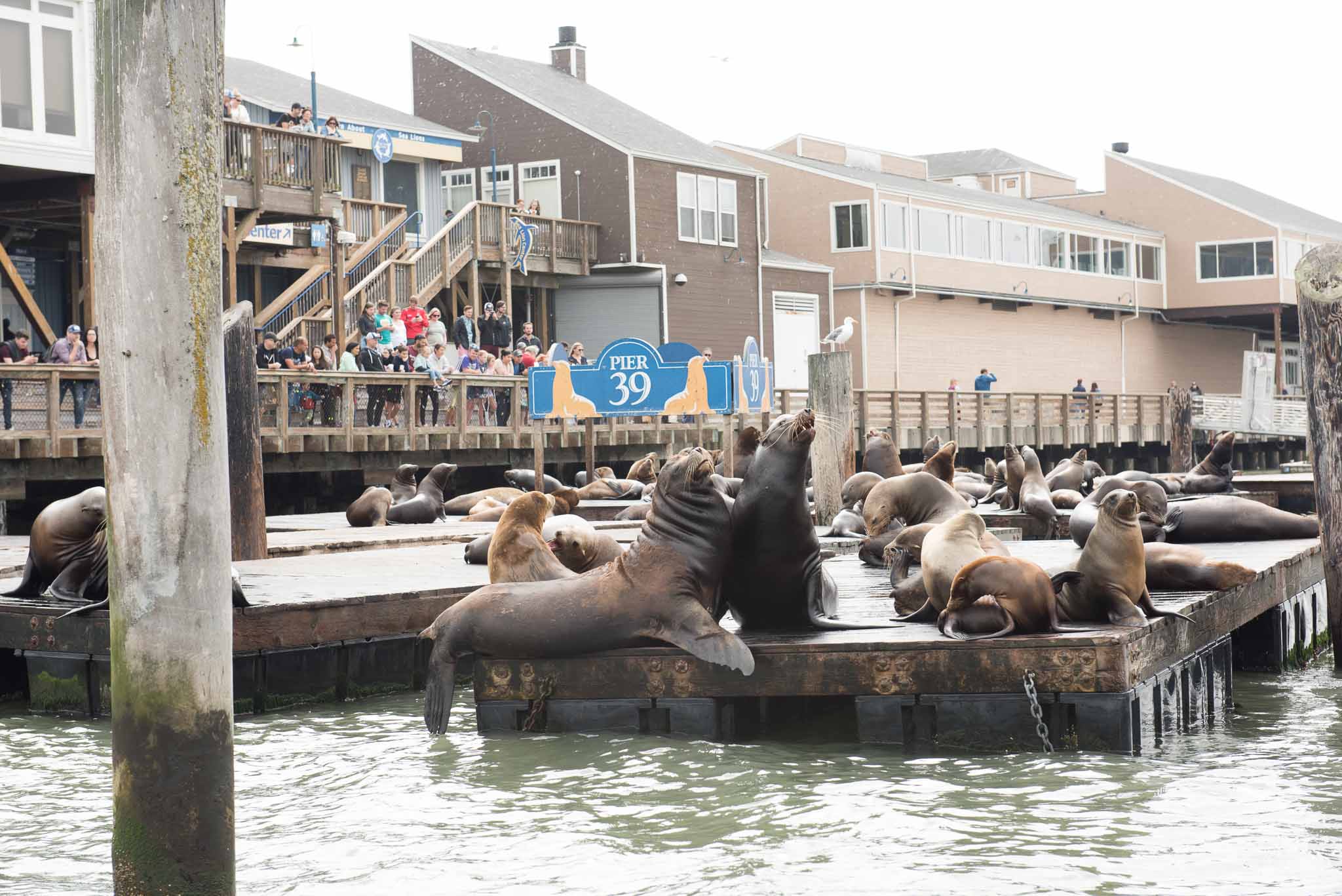 PIER 39 and Sea Lions  San Francisco Electric Tour Company