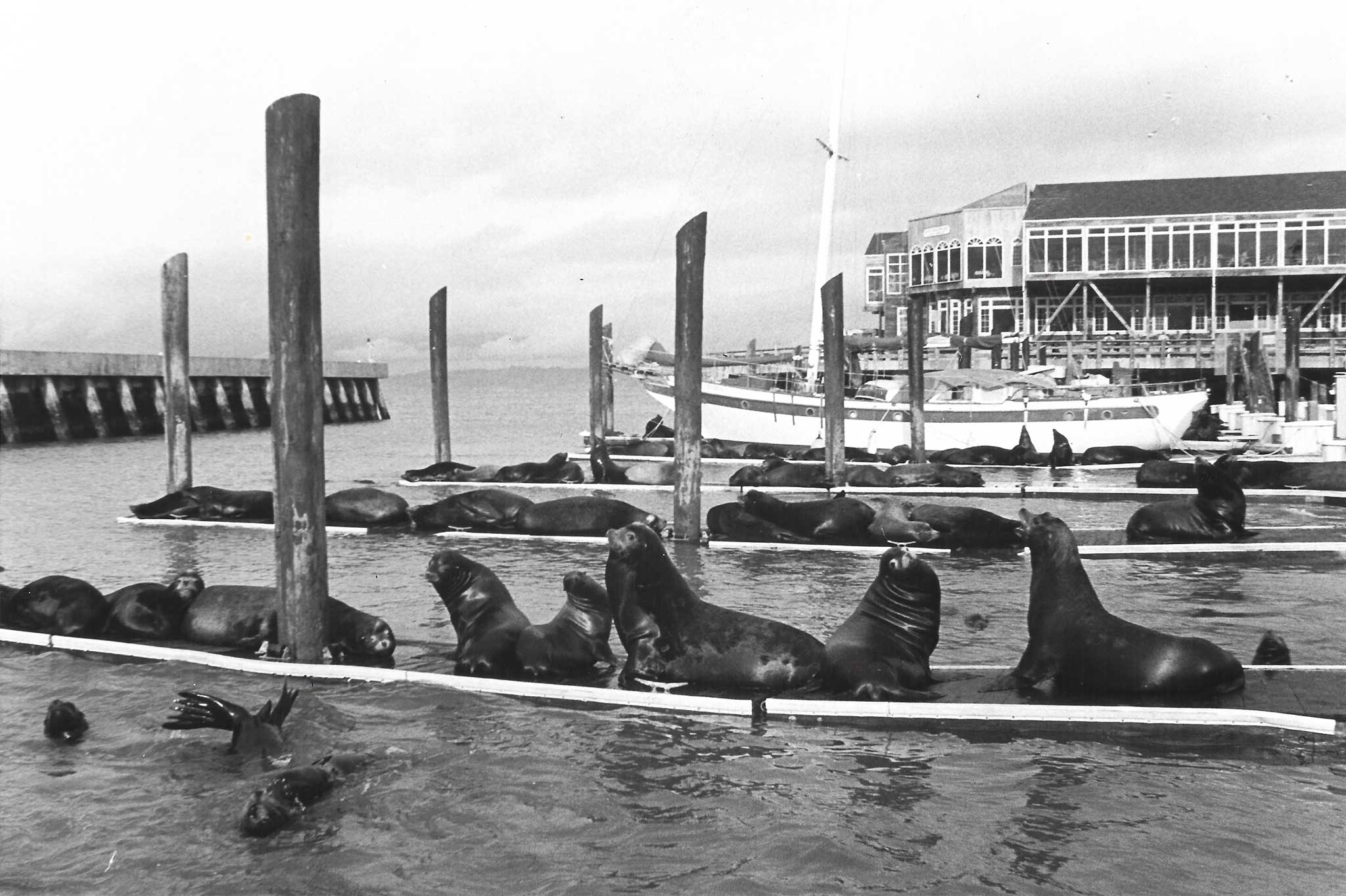 Sea lions at Pier 39 in San Francisco: 30 Years Later - The New York Times