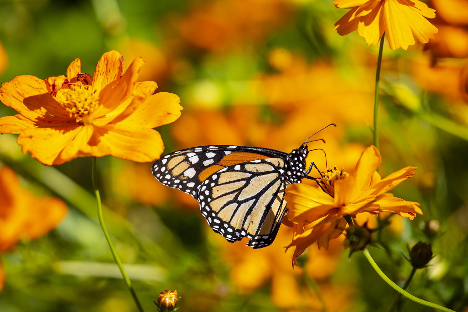 Monarch butterflies begin their extraordinary migration through Texas