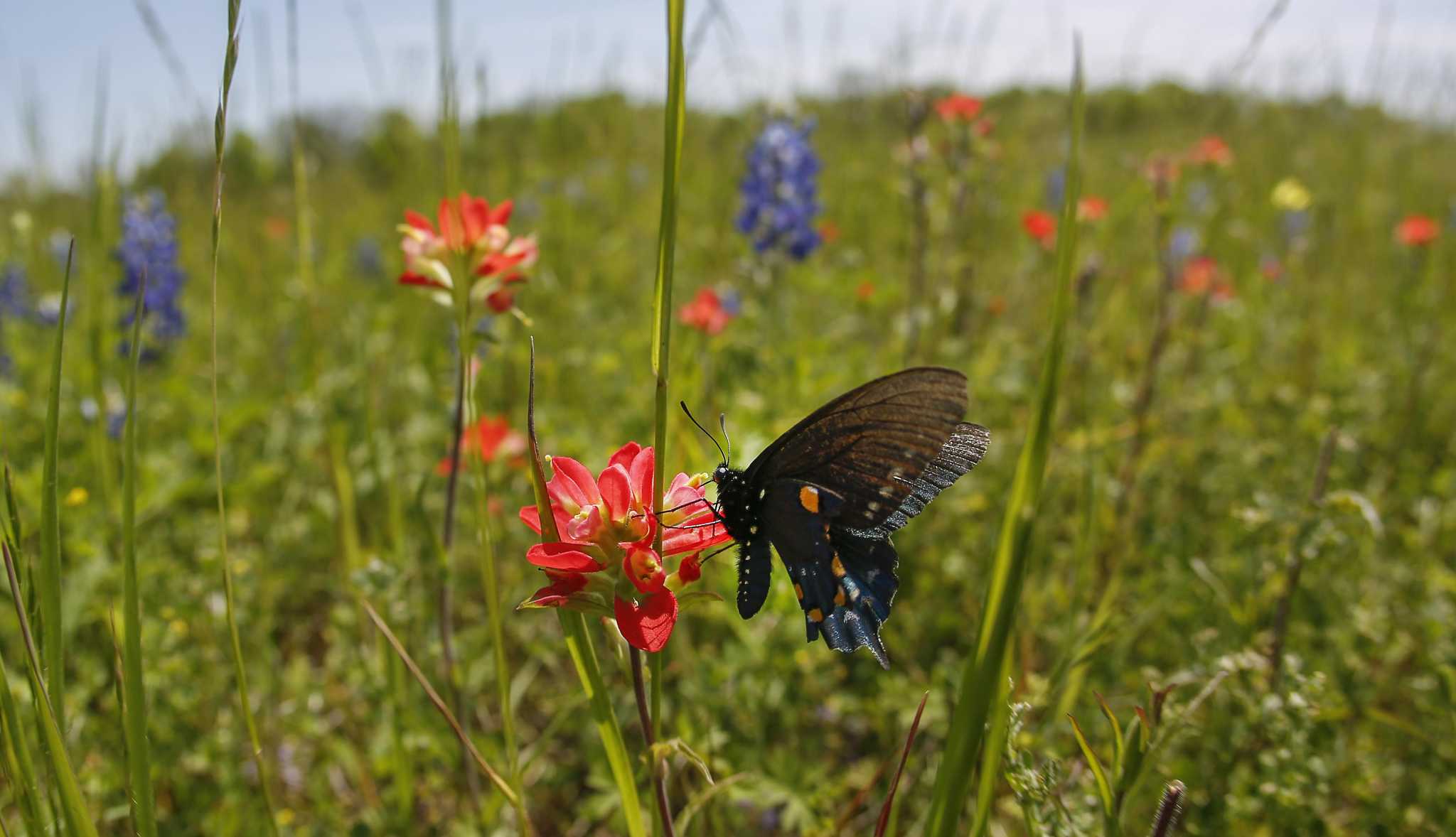 Now is the time to spread wildflower seed in your San Antonio garden