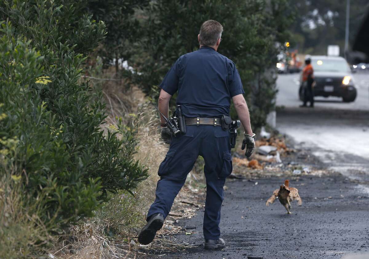 A live chicken flees from a Highway Patrol officer attempting to capture it after a big rig hauling poultry overturned in a traffic collision closing all lanes of westbound Interstate 80 for several hours at San Pablo Dam Road in San Pablo, Calif. on Thursday, Sept. 5, 2019. A few hundred chickens survived and a few hundred perished.