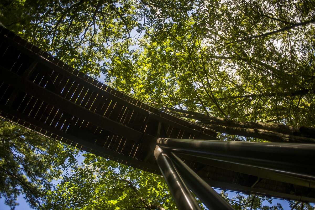 Guests explore the Whiting Forest Canopy Walk Wednesday, Sept. 4, 2019 in Midland. (Katy Kildee/kkildee@mdn.net)