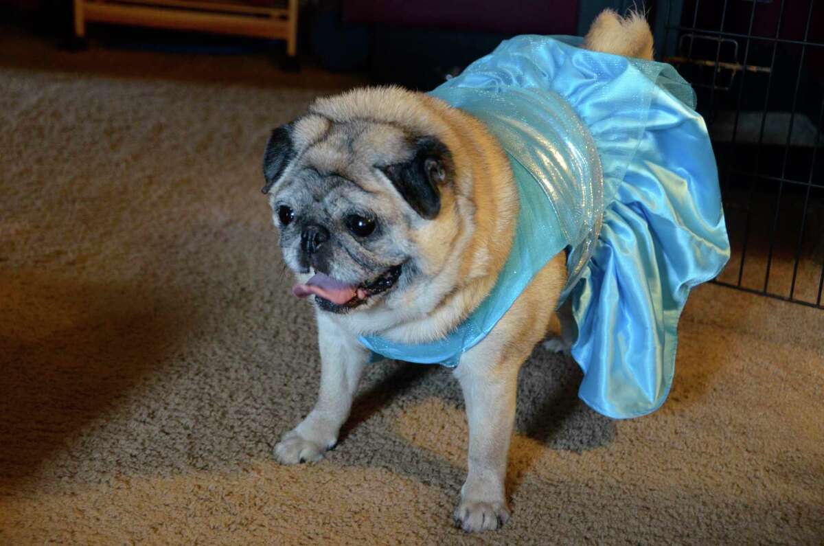 Bella, a 9-year-old pug, wore a blue dress for her interview with the Milford Mirror this week. Her owner, BreAnna Morin, said Bella doesn't usually get quite so dressed up.