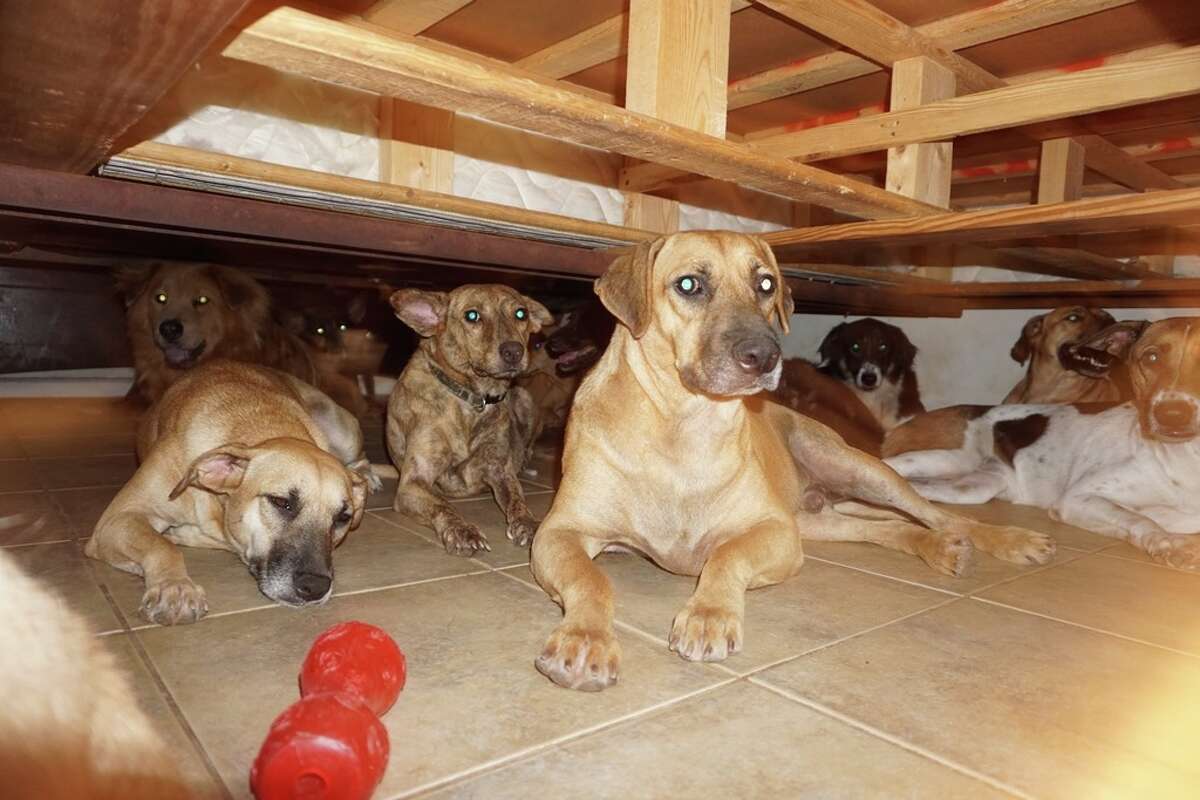 Chella Phillips, who lives in Nassau, made world headlines when she sheltered 97 stray dogs at her house, brought in from the streets during the hurricane.
