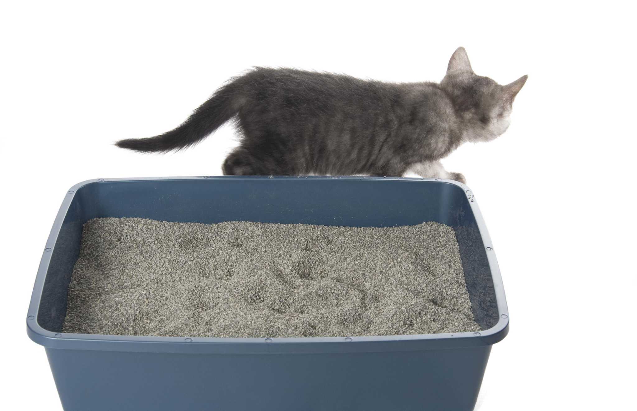 My cat new. Cat Litter. Mifuny Cat Litter Box. Litter Box for Cats. Noa Cat Litter.