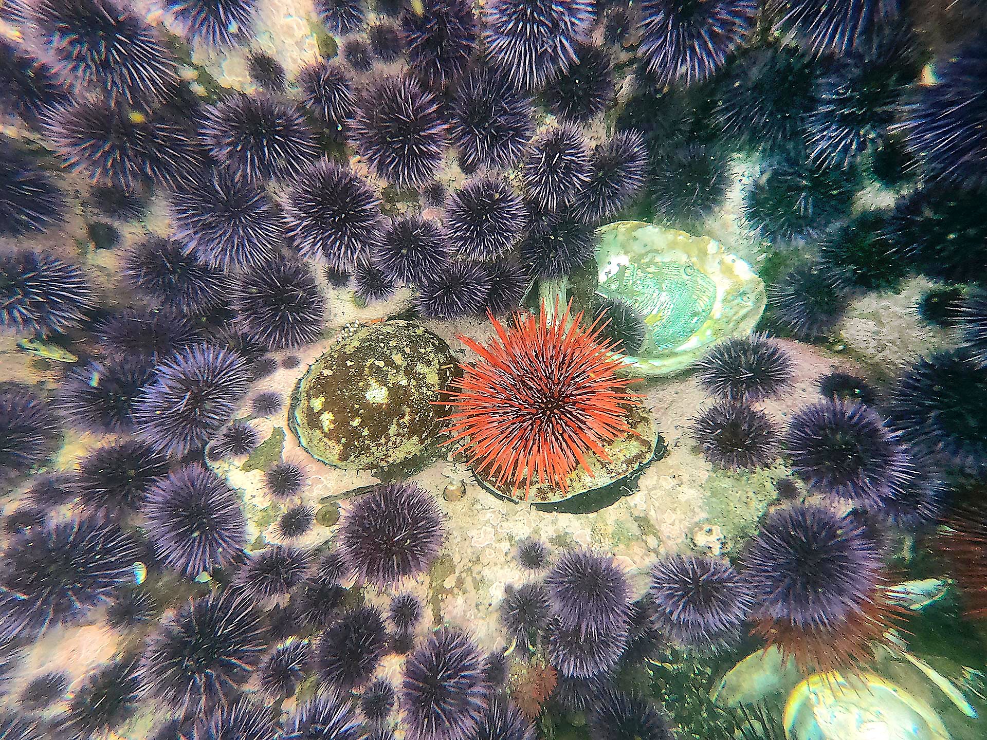 On seafloor, sea urchins trump abalone