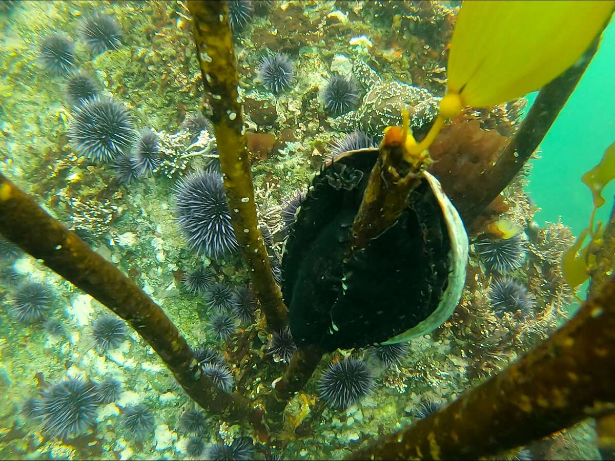 With the depletion of kelp forests off Sonoma and Mendocino counties, abalone have attempted to climb up the stalks of kelp to reach fronds for food