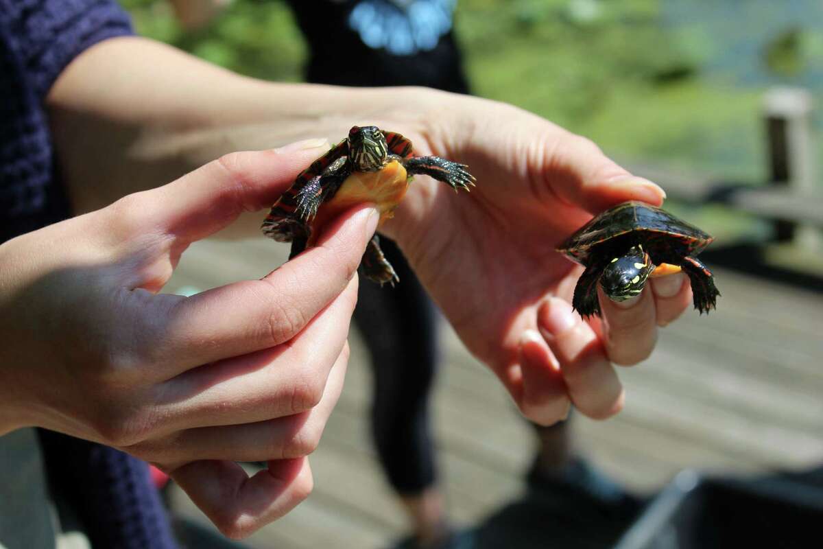 Campers enjoy hands-on activities at Woodcock Nature Center's Summer Camp in Wilton on Wednesday, Aug. 9, 2017.