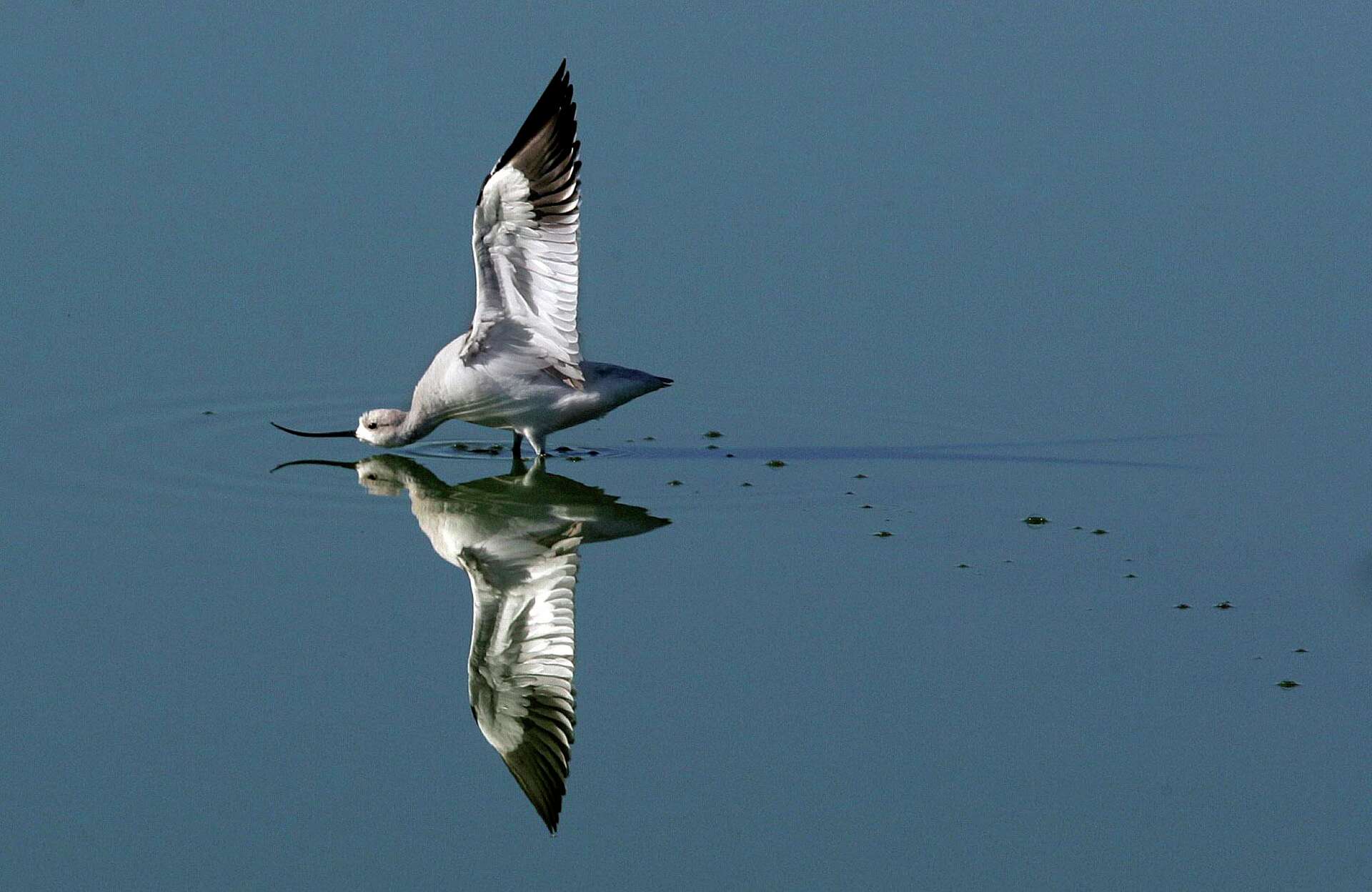 Ct Rare Bird Alert: Unmissable Sightings & Expert Tips