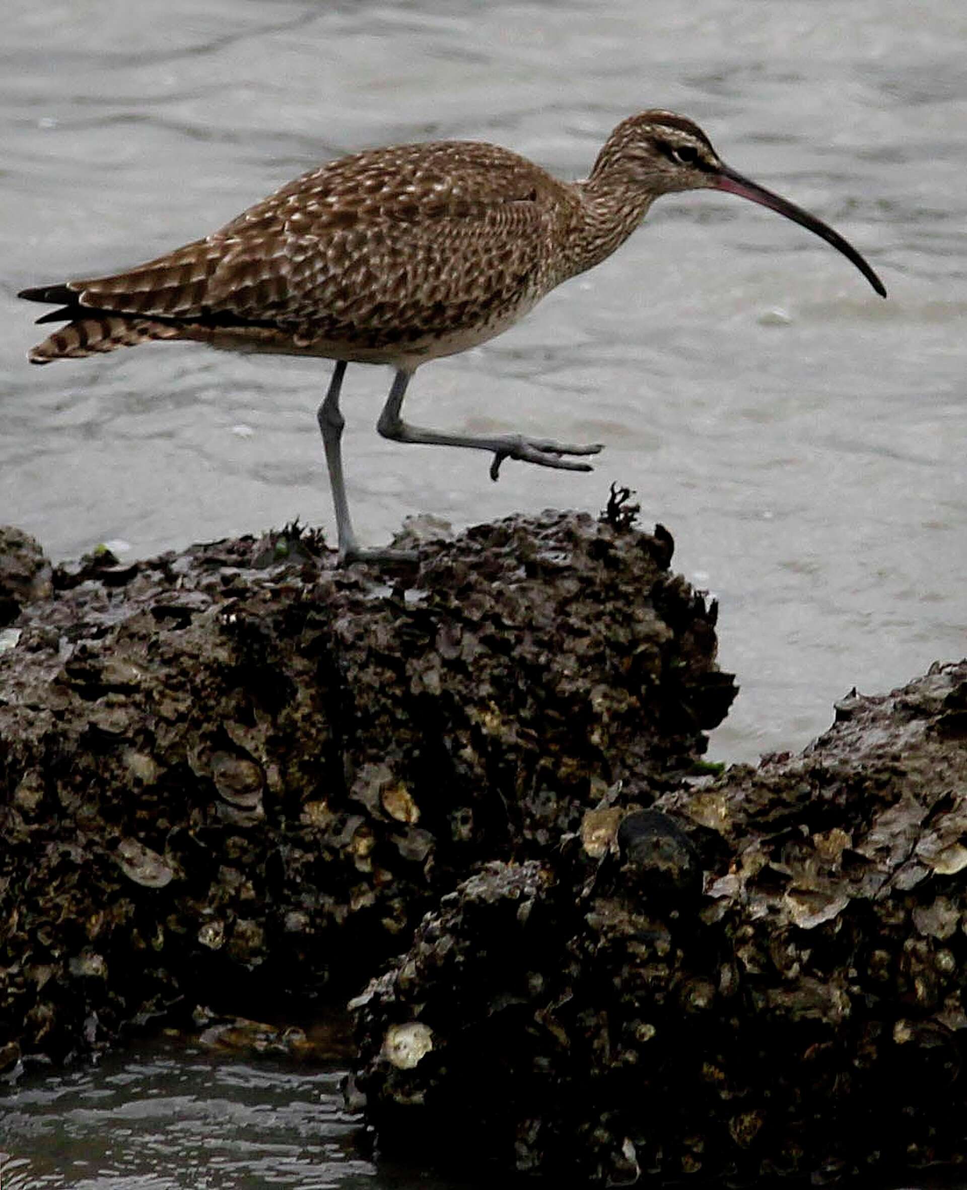 Ct Rare Bird Alert: Unmissable Sightings & Expert Tips