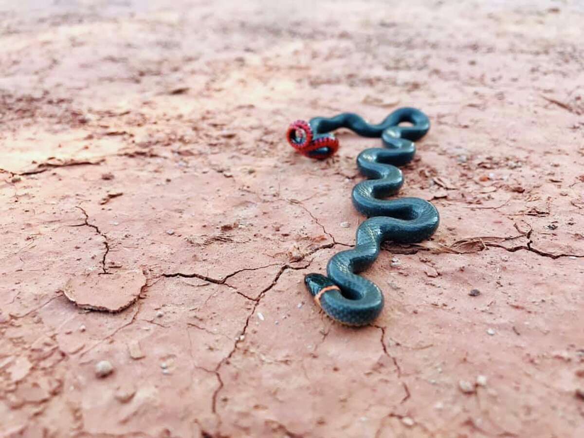 Arkansas teacher, students reproduce endangered snake species in class