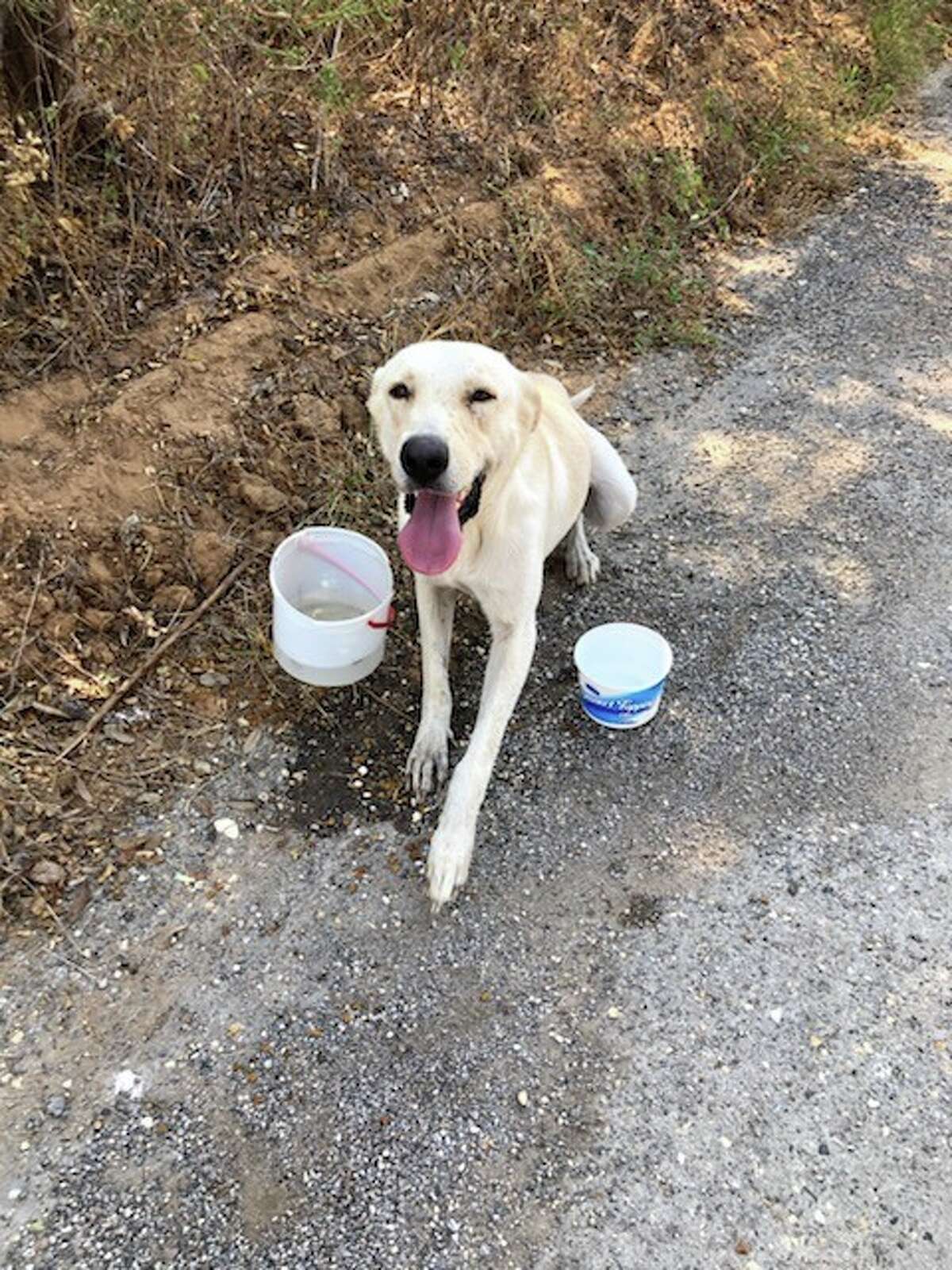 A yellow lab left abandoned along a road southwest of Poteet is being cared for at the Atascosa County Animal Shelter