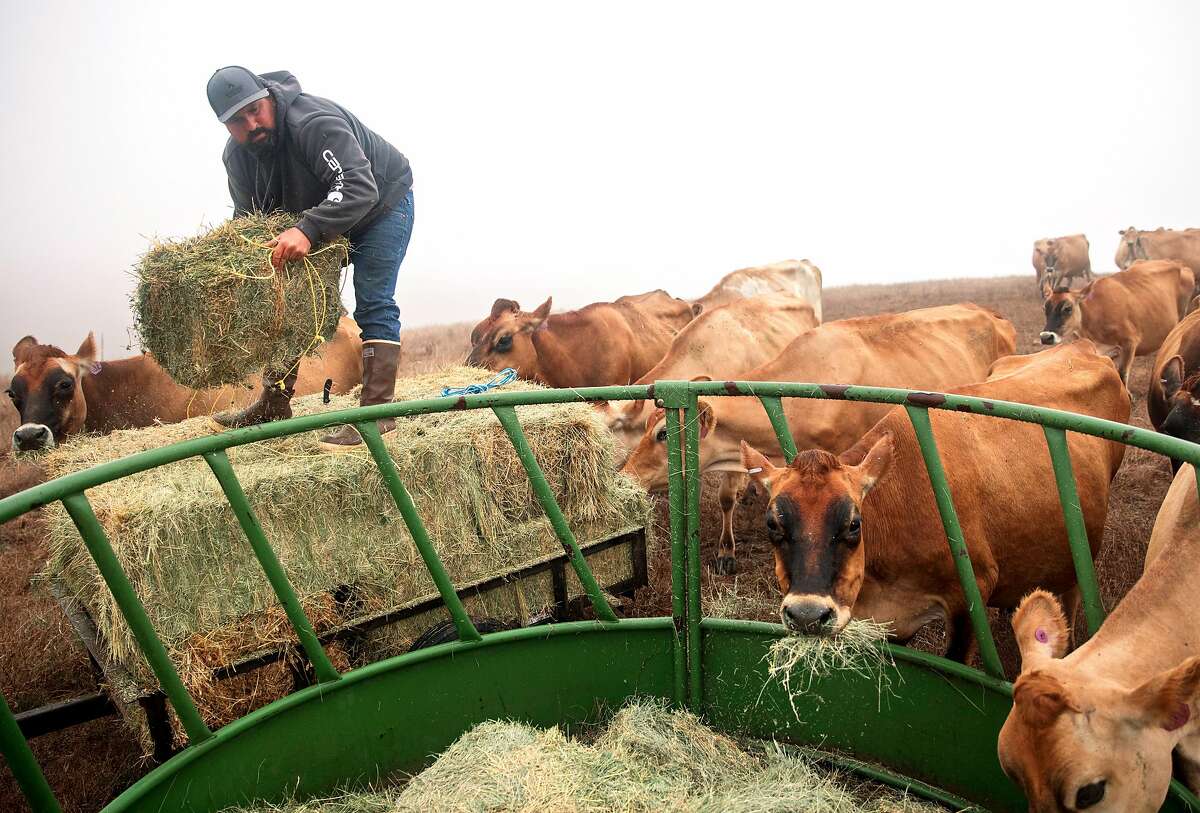Louis Silva unloads hay into feeding troughs for dairy cows at Silva Family Dairy in Tomales, Calif. Saturday, September 7, 2019.