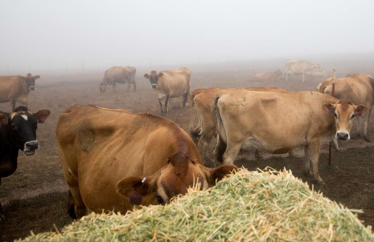 Young dairy farmers continue MarinSonoma ranching tradition, stick to