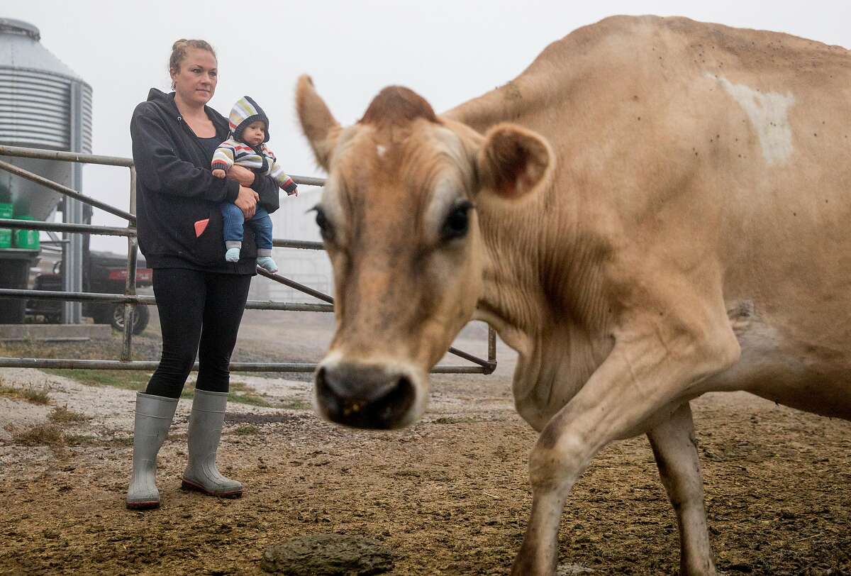 Young dairy farmers continue Marin-Sonoma ranching tradition, stick to ...