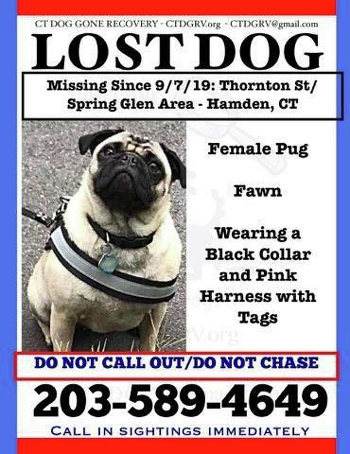 Authorities, including the North Haven police department, are looking for a pug that went missing Sept. 7, 2019 in the Thornton Street/Spring Glen area of Hamden.