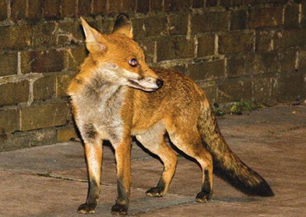 Fox attack prompts warning along CT shoreline