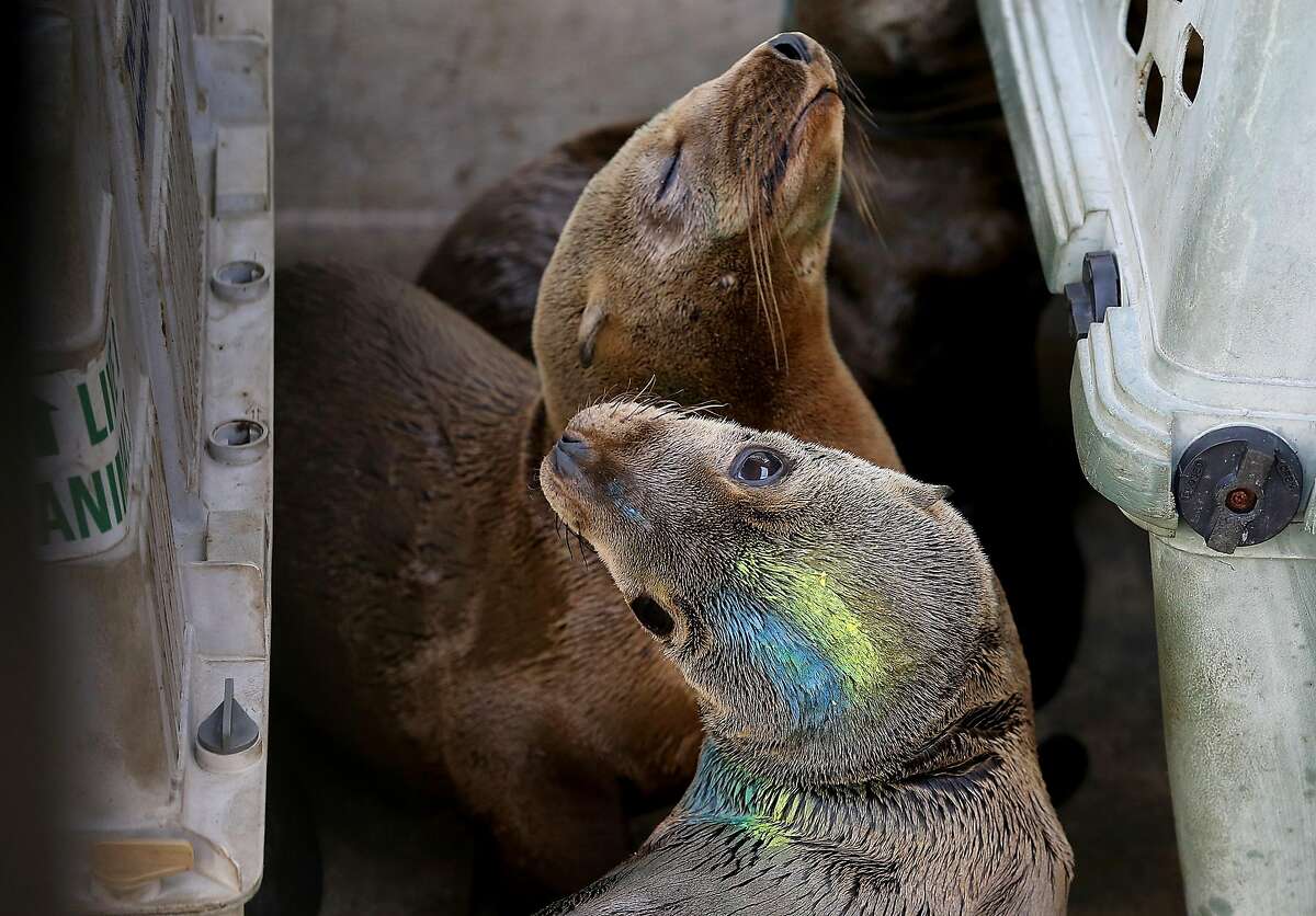 SAUSALITO, CA - FEBRUARY 12: Two sick California sea lion pup sit in an enclosure at the Marine Mammal Center on February 12, 2015 in Sausalito, California. Scientists are struggling to figure out what is causing hundreds of sick and starving California sea lions to wash up on on California shores over the past three winters. Nearly 500 of the extremely emaciated pups have been found since the beginning of the year and are being treated at rehabilitation centers throughout the state. The Marine Mammal center has cared for over 170 of the pups so far this year. (Photo by Justin Sullivan/Getty Images)