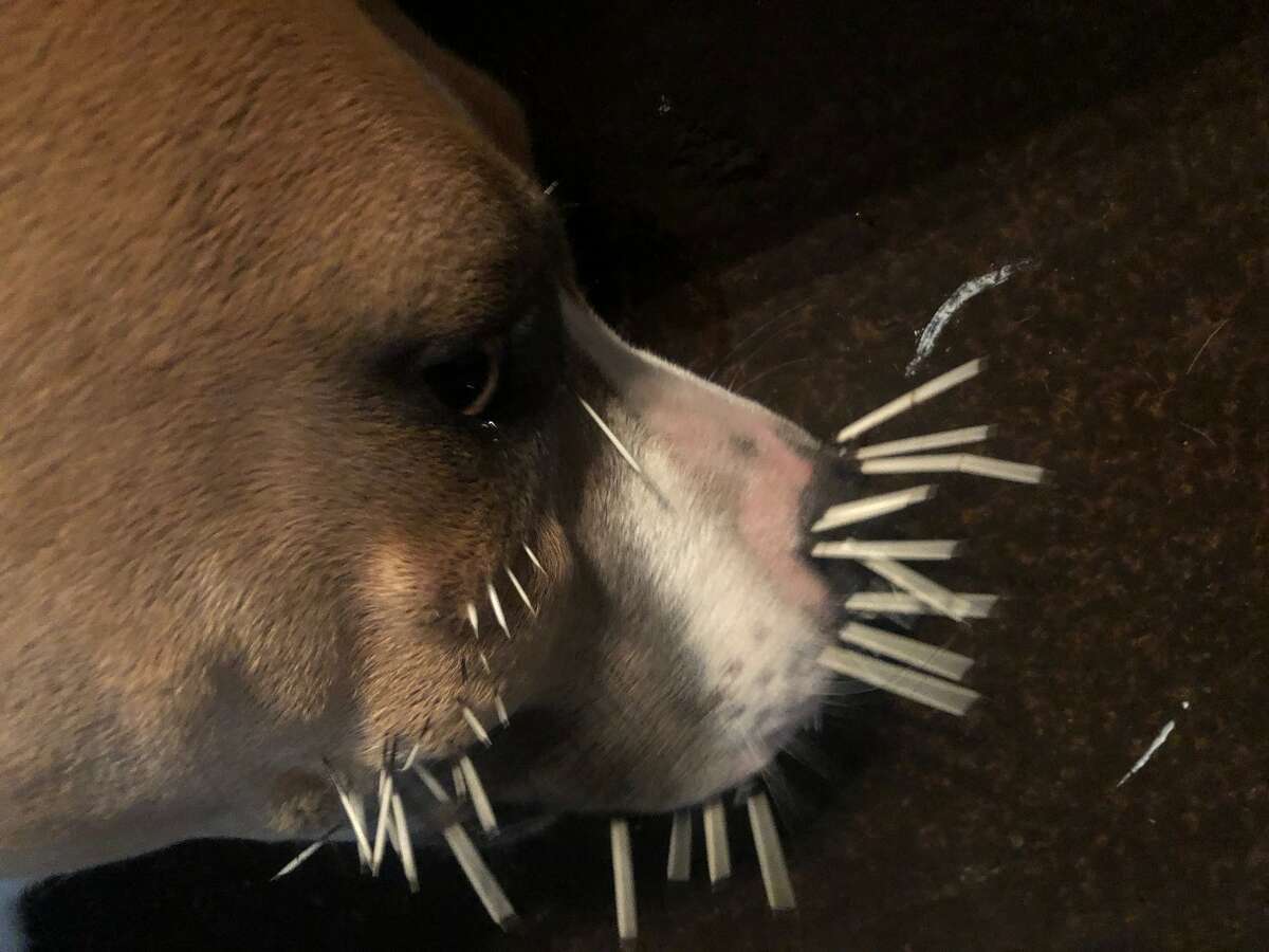 Encounter with porcupine leaves three Leon Valley dogs punctured by quills