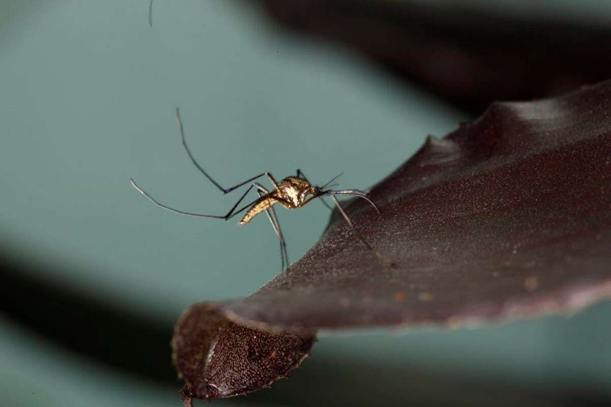 Researchers seek ‘citizen scientists’ to help combat mosquitoes in