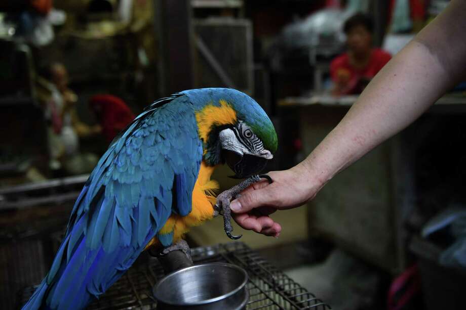 Parrot Perched In Fairfield Won T Say Who Owns It