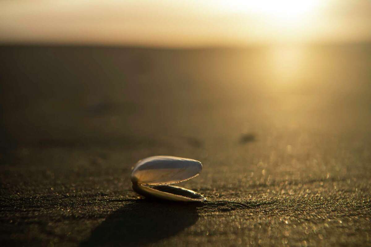 The sun rises behind an empty yellow clam shell sitting on the beach in Barra Del Chuy, Uruguay.
