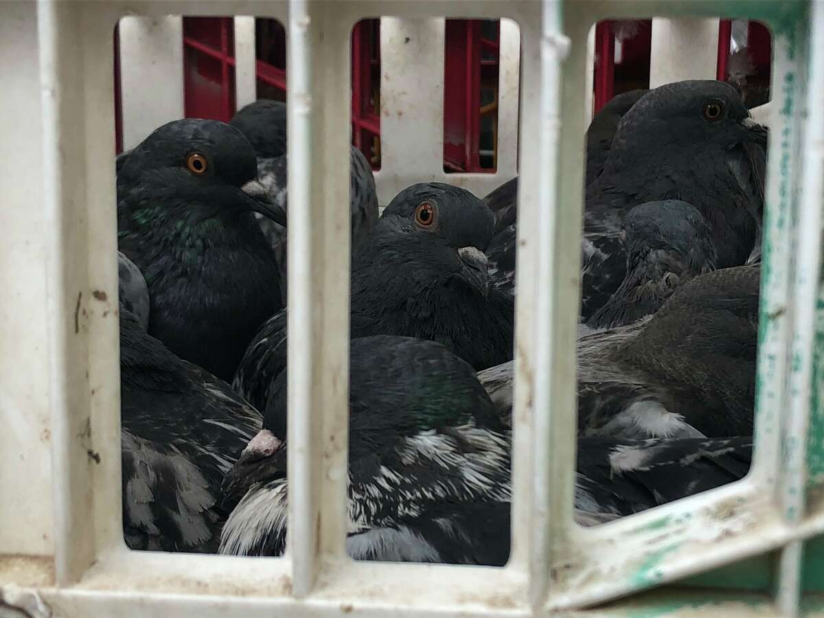 "Hundreds of pigeons discovered in crates. 400 blk. Fannin. Someone used large nets to capture them downtown. Animal Cruelty investigators on scene."