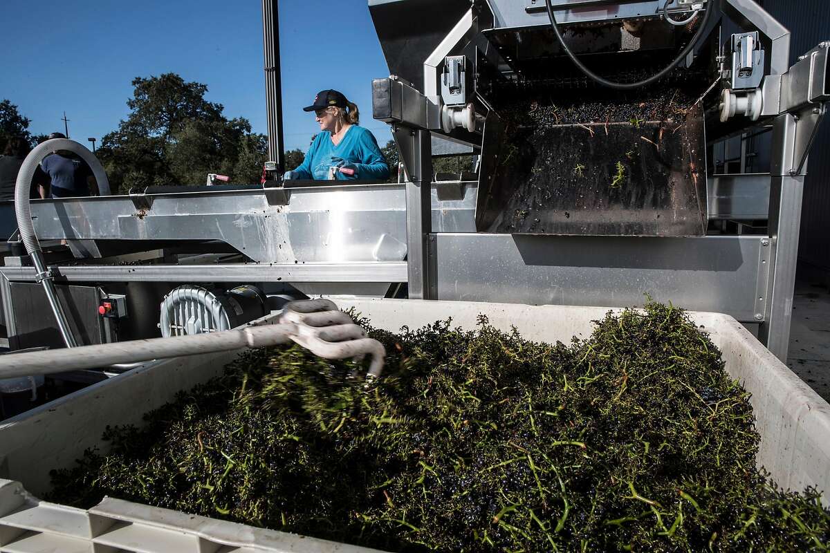 Grape stems separated from the fruit will be composted and used on local farms during the grape harvest at Bucher Vineyards in Healdsburg, Calif., on Tuesday, September 10, 2019. Sonoma County is trying to get 100% of the county's vineyards "certified sustainable." Bucher Vineyard was one of the most recent vineyards to get the certification. John Bucher, the owner, also has a certified organic dairy farm on the same property as his vineyard.