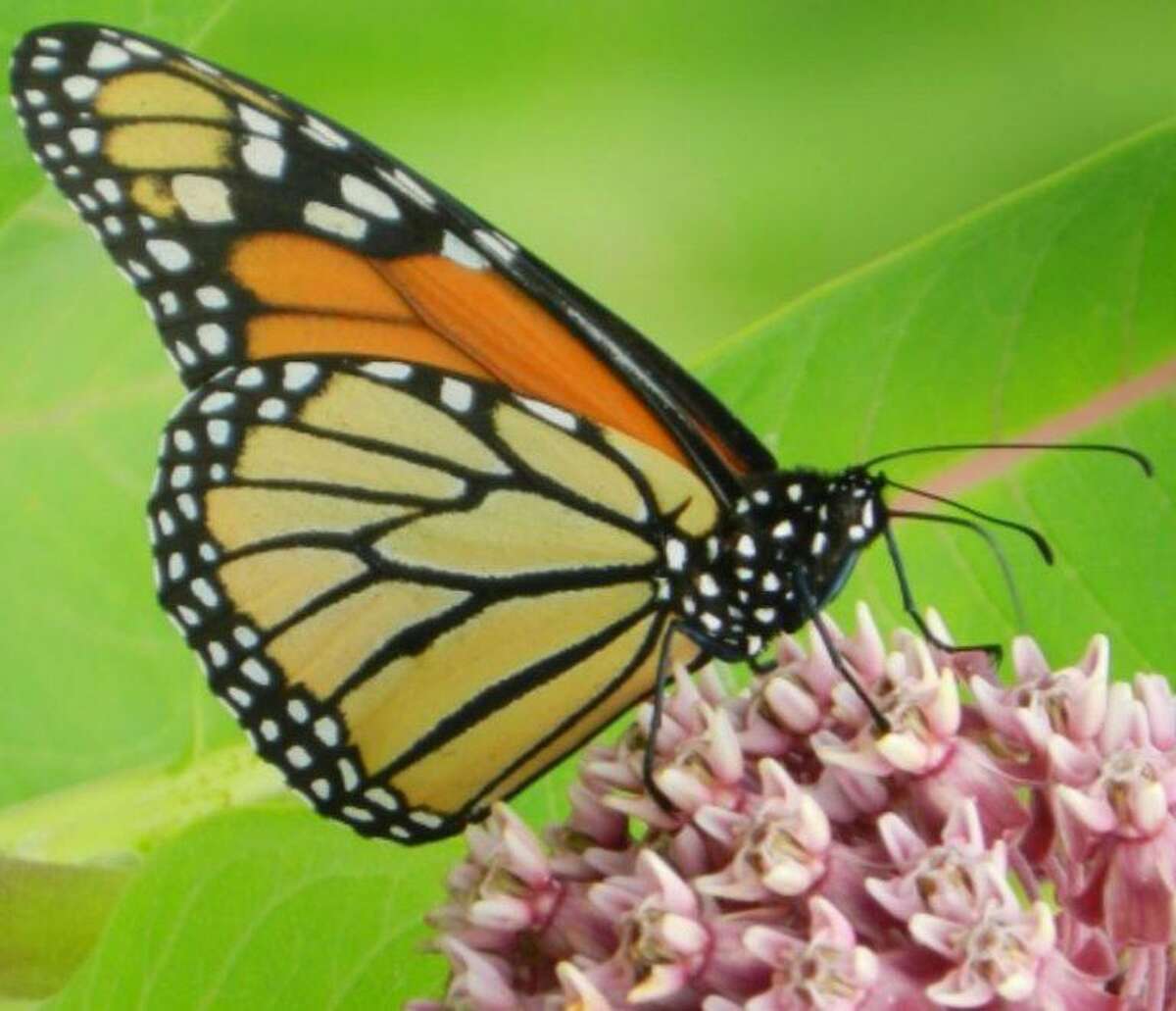 Monarch butterfly.