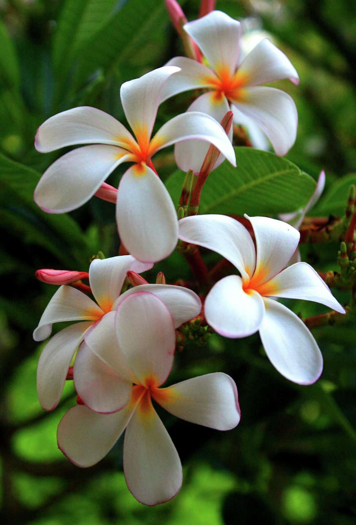 3 bulbs for the Houston garden