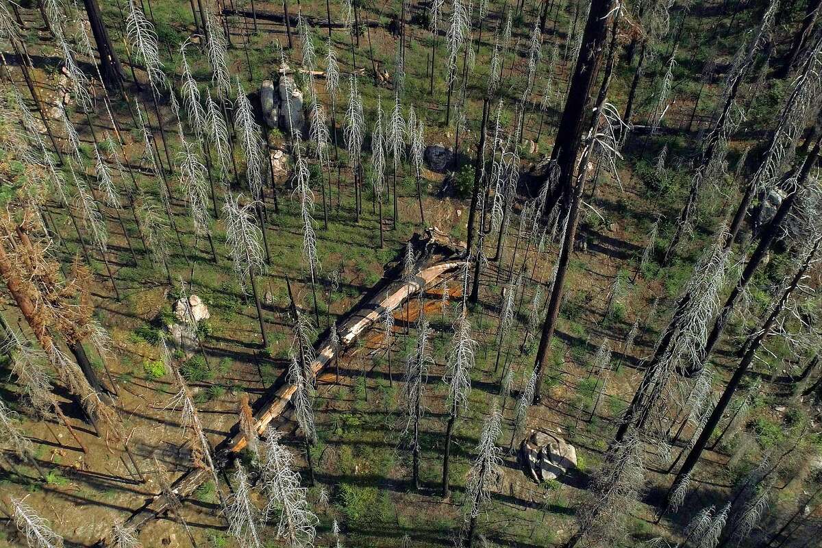 A fallen giant sequoia lies amid other trees, including another one damaged in the Pier Fire of 2017 in a small grove in the Sequoia National Forest near Springville, Calif., on Monday, August 26, 2019. Save the Redwoods League researchers are finding that the once-resilient giant sequoias are succumbing to climate-driven wildfires at numbers greater than previously seen.
