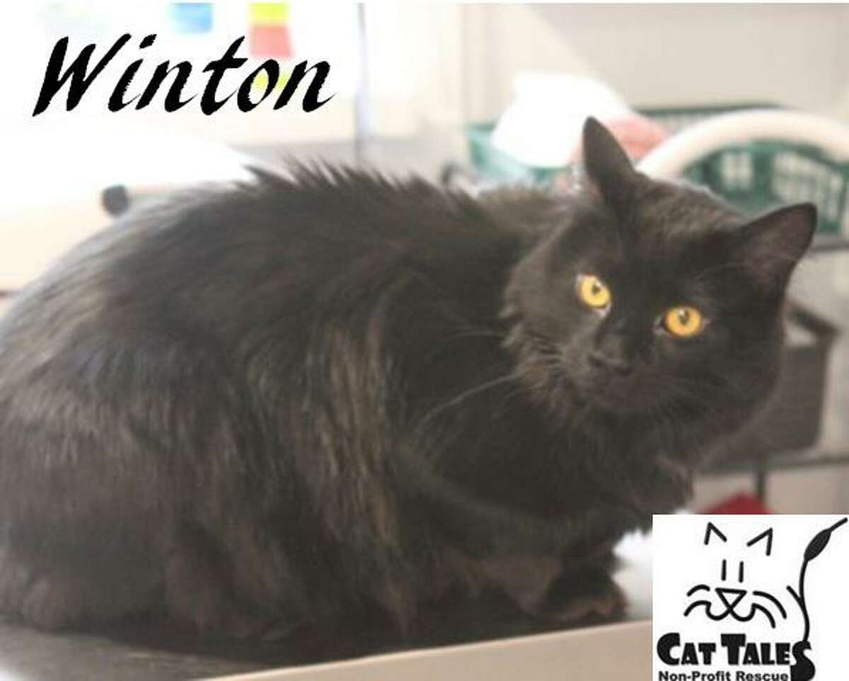 Winton is still hoping for his forever home. He says, “I'm a very friendly, handsome fellow. I love seeing and interacting with many different people at Cat Tales, love to be petted and held when I'm in the mood and I'm very playful and sweet. I tend to get bored easily so I need someone that will tire me out playing with me, have a few cat trees for me to climb inside, and lots of toys. If I get this way, I sometimes bite so I'm looking for a family that will help me get past this behavior. I must be the only pet. Please come meet me - I'm waiting on you.” Visit http://www.CatTalesCT.org/cats/Winton; email: info@CatTalesCT.org, or call 860-344-9043 . Watch our TV commercial: https://youtu.be/Y1MECIS4mIc