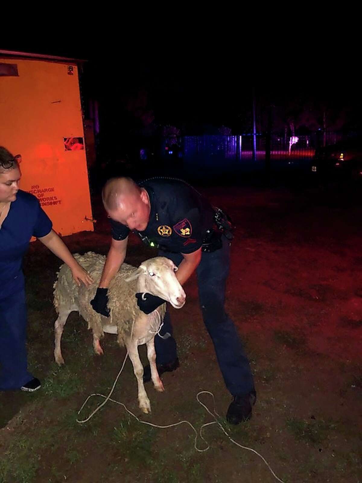 At around 2 a.m., Corporal John Baker of Harris County Constable Precinct 4 responded to reports of a loose sheep around the 2400 block of Broken Bow.
