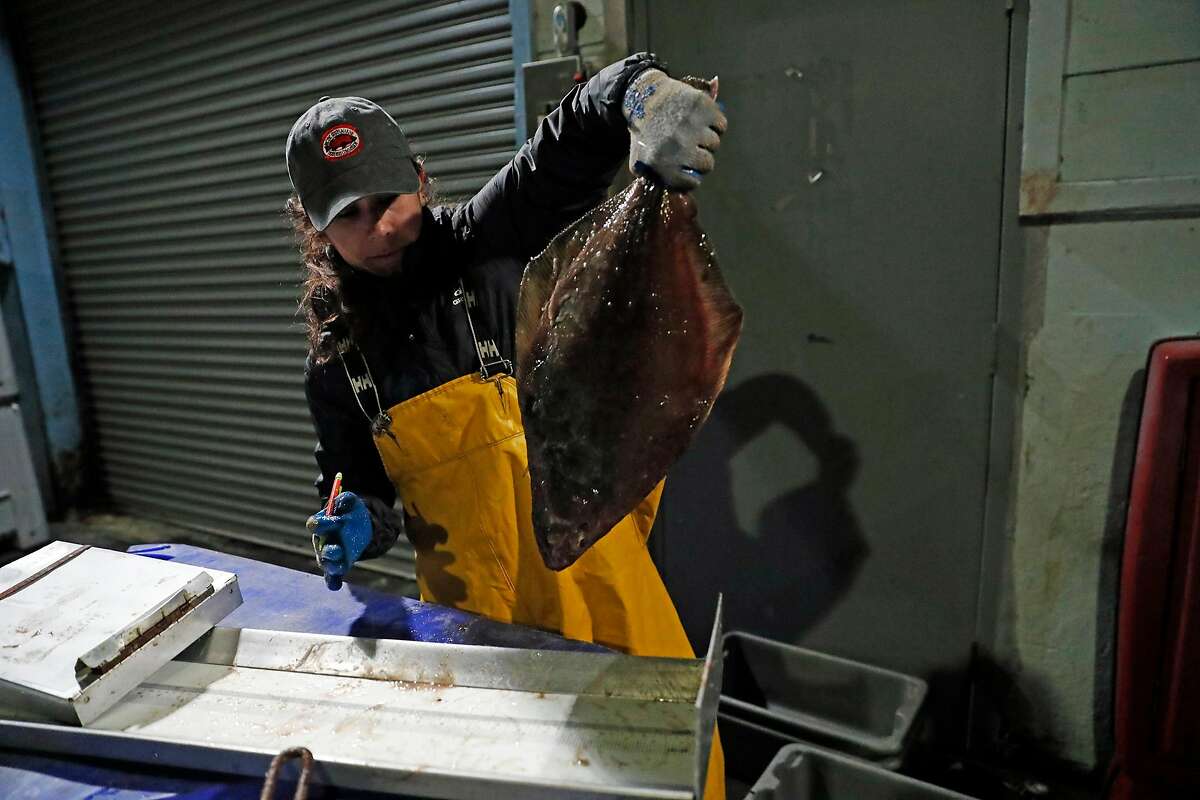 Gabby Reta measures Petrale Sole after it was unloaded from Steve Fitz' fishing boat at Morning Star Fisheries in Half Moon Bay, Calif., in the early morning hours of Wednesday, September 4, 2019.
