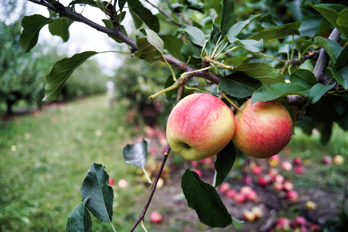 Apples ready to be picked are seen on one of the trees at Indian Ladder Farms on Sunday, Sept. 15, 2019, in Altamont, N.Y. (Paul Buckowski/Times Union)