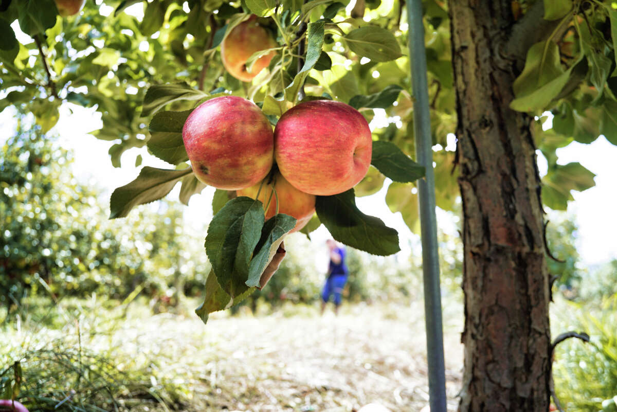 Apples ready to be picked are seen on one of the trees at Indian Ladder Farms on Sunday, Sept. 15, 2019, in Altamont, N.Y. (Paul Buckowski/Times Union)