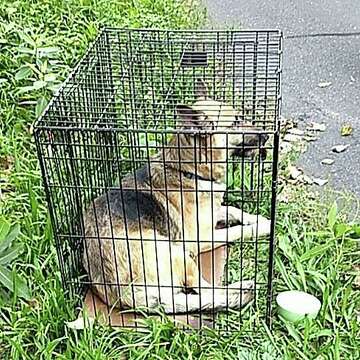 Large German shepherd left abandoned in small crate