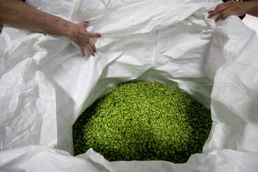 Fresh Hop Beer Adventure Coming To Houston In October Houstonchronicle Com