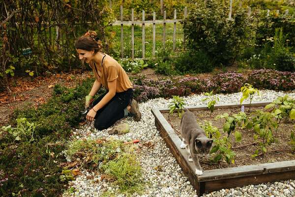 How To Keep Pesky Visitors Out Of The Garden Sfchronicle Com